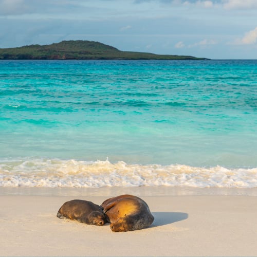 Galapagos Sea Lion