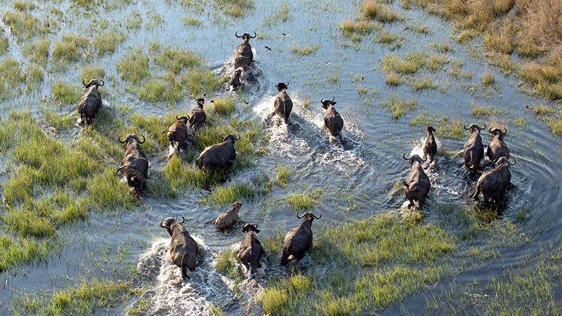 Africa Botswana Okavango Delta Cape Buffalo 4