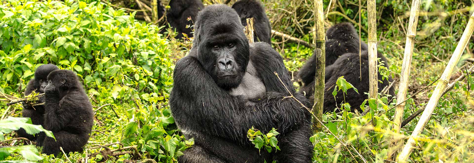 Africa Rwanda Volcanoes National Park Ext m