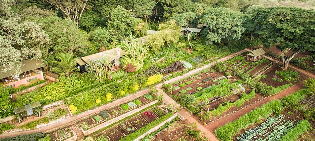 africa tanzania ngorongoro crater gibbs farm Cottages aerial