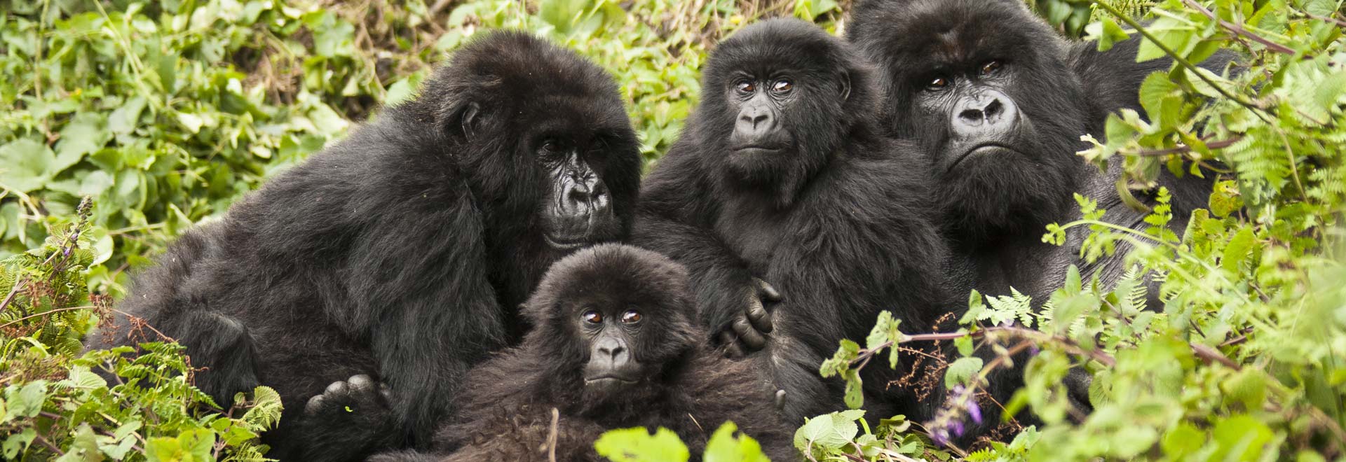 Africa TM Rwanda Gorilla Trekking Adventure MH