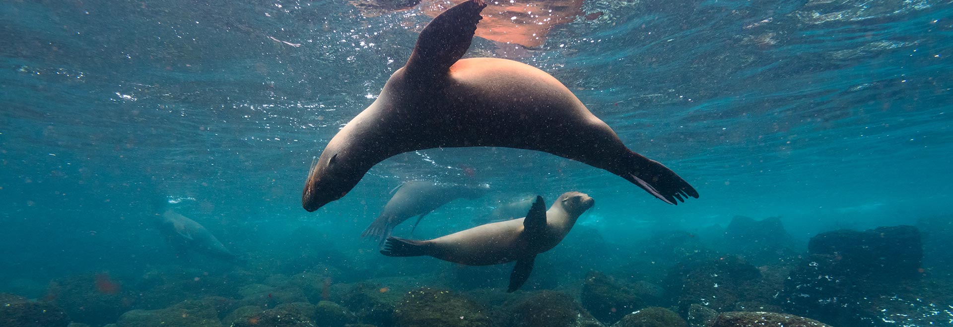 Americas Galapagos Sea Lion MH