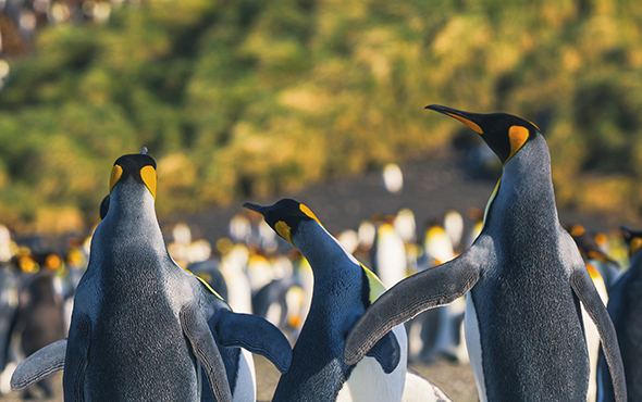 Antarctica, South Georgia & Falklands Expedition