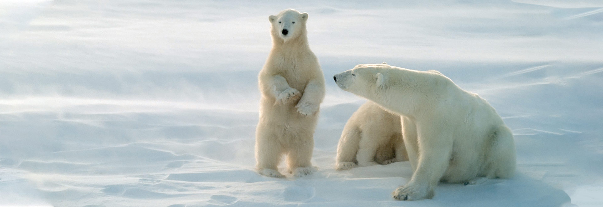 Arctic Polar Bear 